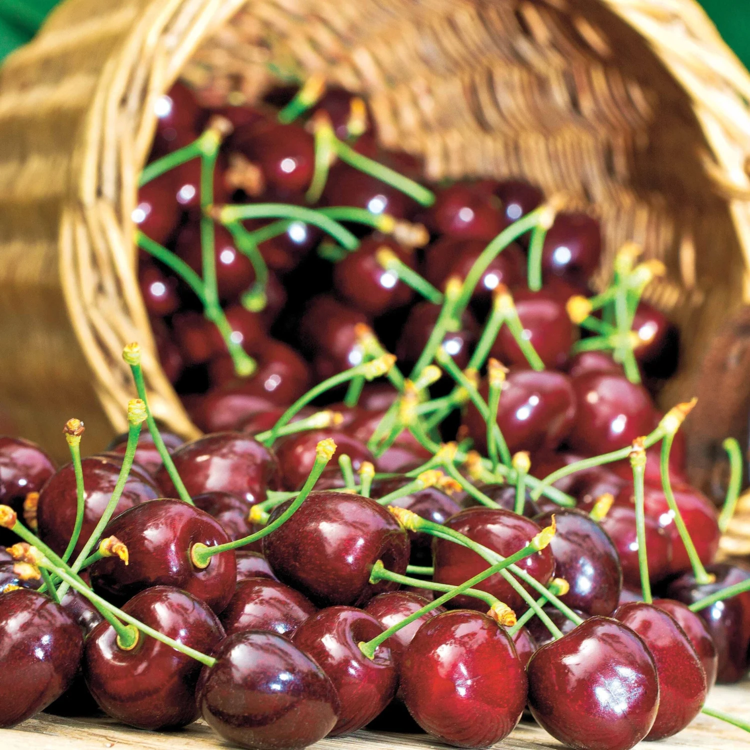 Cerisier Karina 4 Cerisier Karina – Image 2