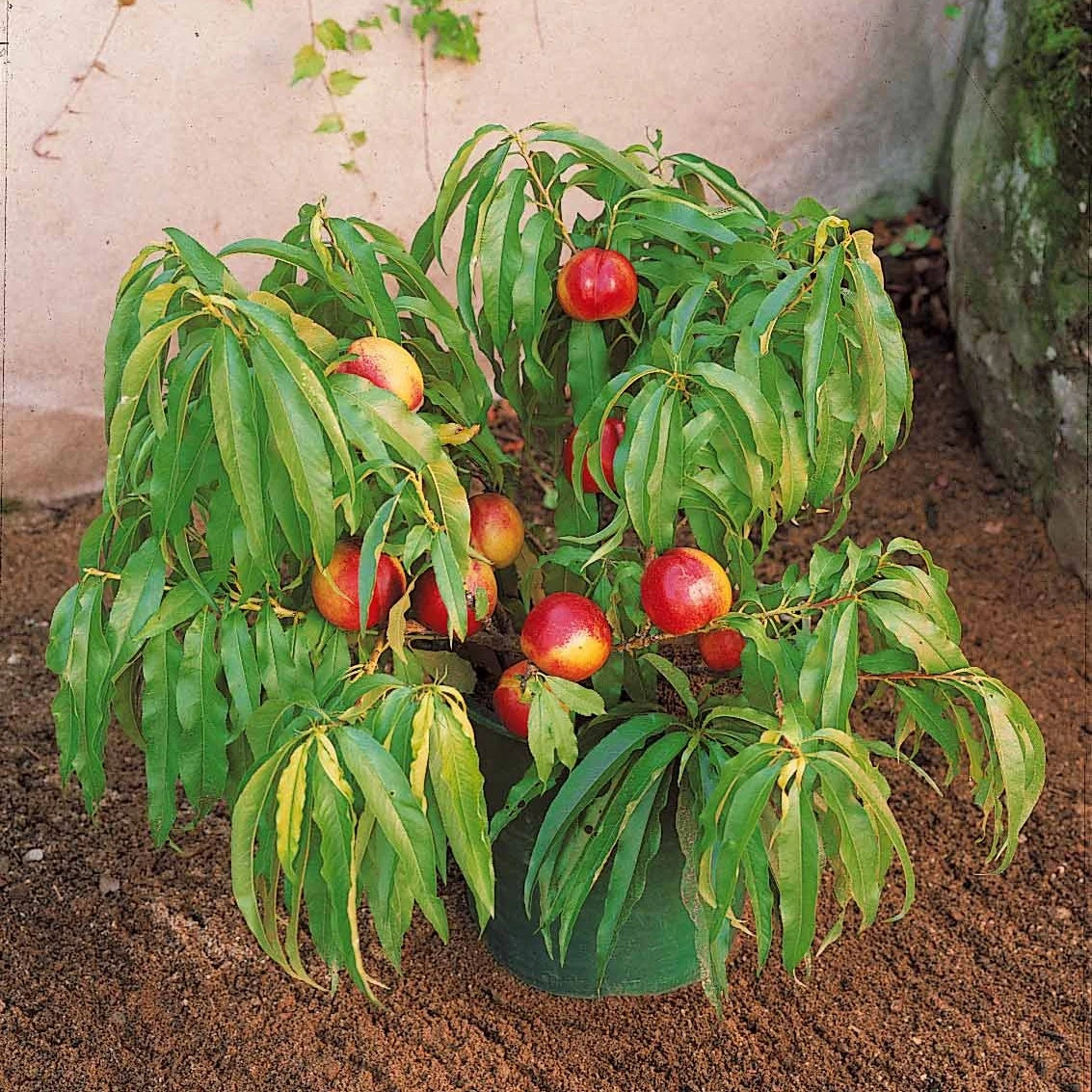 Mini-nectarine Morton 3 Mini-nectarine Morton