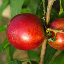 Mini-nectarine Morton 7 Mini-nectarine Morton -France Fournitures De Jardin Soldes 2024 100445 2