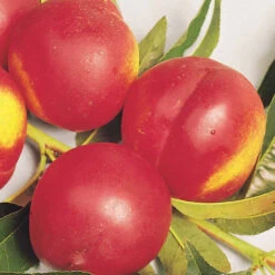 Nectarinier Nectared -France Fournitures De Jardin Soldes 2024 100447 2