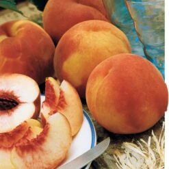 Pêcher Amsden -France Fournitures De Jardin Soldes 2024 100448 3