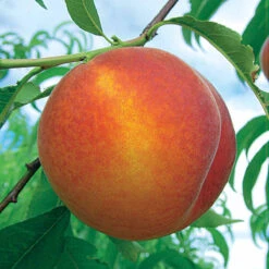 Pêcher Amsden -France Fournitures De Jardin Soldes 2024 100448 4