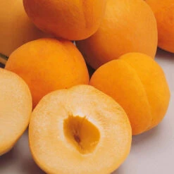 Abricotier Polonais -France Fournitures De Jardin Soldes 2024 100453 1