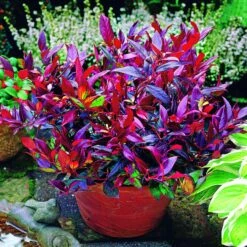 Leucothoe Rouge