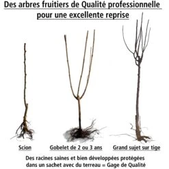 Prunier Quetsche D'Alsace 7 Prunier Quetsche D'Alsace -France Fournitures De Jardin Soldes 2024 100458 3