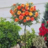 Mini-rosier Sur Tige Mousha -France Fournitures De Jardin Soldes 2024 100461 1 1707230801447