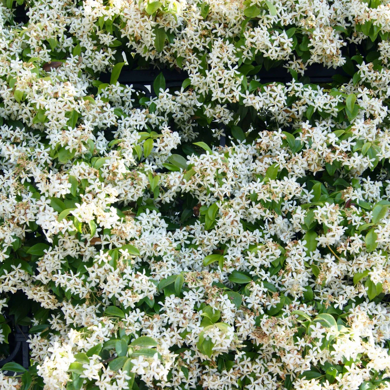 Jasmin étoilé 3 Jasmin étoilé