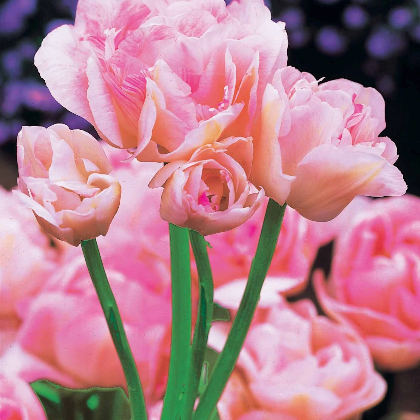 Collection De Tulipes à Fleurs De Pivoine 9 Collection De Tulipes à Fleurs De Pivoine – Image 7