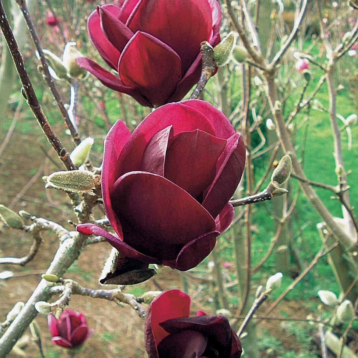 Magnolia Genie 3 Magnolia Genie