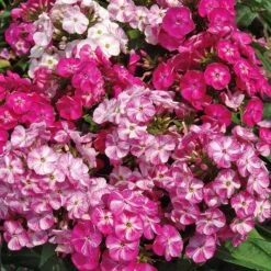 3 Phlox Pot Pourri