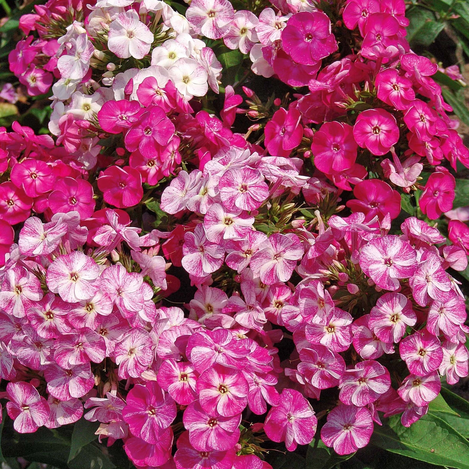 3 Phlox Pot Pourri 3 3 Phlox Pot Pourri