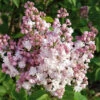Lilas Double Beauty Of Moscow 2 Lilas Double Beauty Of Moscow -France Fournitures De Jardin Soldes 2024 100541 1