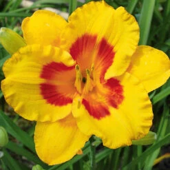 3 Hémérocalles Fooled Me Série 500