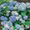 Hortensia Peppermint 2 Hortensia Peppermint -France Fournitures De Jardin Soldes 2024 100573 1