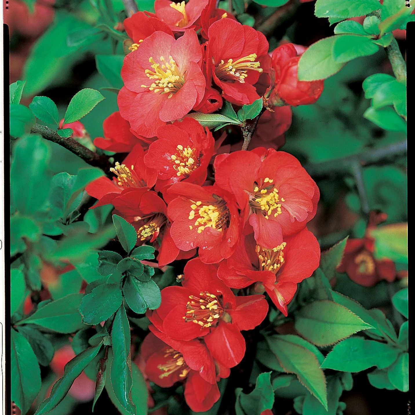 Cognassier Du Japon Cido 3 Cognassier Du Japon Cido