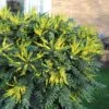 Mahonia Charity 2 Mahonia Charity -France Fournitures De Jardin Soldes 2024 100582 1 1705489121419