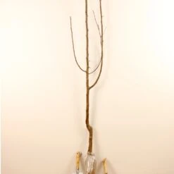 Prunier Président -France Fournitures De Jardin Soldes 2024 100593 4 1706539298520