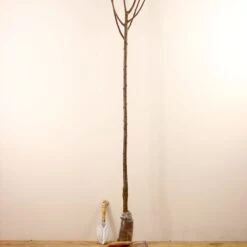 Prunier Président -France Fournitures De Jardin Soldes 2024 100593 5 1706539295081