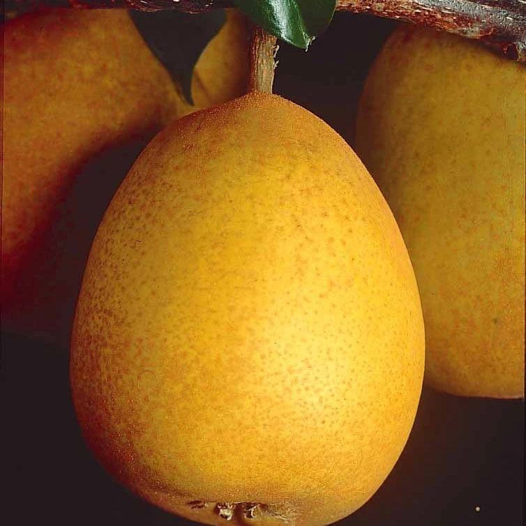 Poirier Beurré Hardy 3 Poirier Beurré Hardy