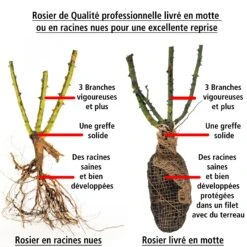 Rosier Buisson Grande Amore ® -France Fournitures De Jardin Soldes 2024 100603 2 1706536742335