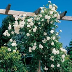 Rosier Grimpant Hella 7 Rosier Grimpant Hella -France Fournitures De Jardin Soldes 2024 100605 1 1700056555953