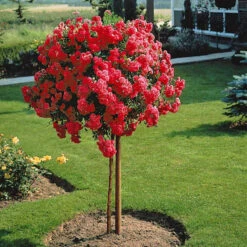 Rosier Pleureur Excelsa Sur Tige 8 Rosier Pleureur Excelsa Sur Tige -France Fournitures De Jardin Soldes 2024 100632 1 1704463824973