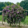 Rosier Bleu Violet Sur Tige -France Fournitures De Jardin Soldes 2024 100633 1