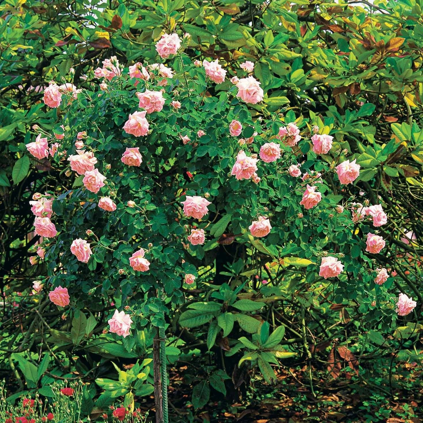 Rosier Cascade Rose Sur Tige 5 Rosier Cascade Rose Sur Tige – Image 3