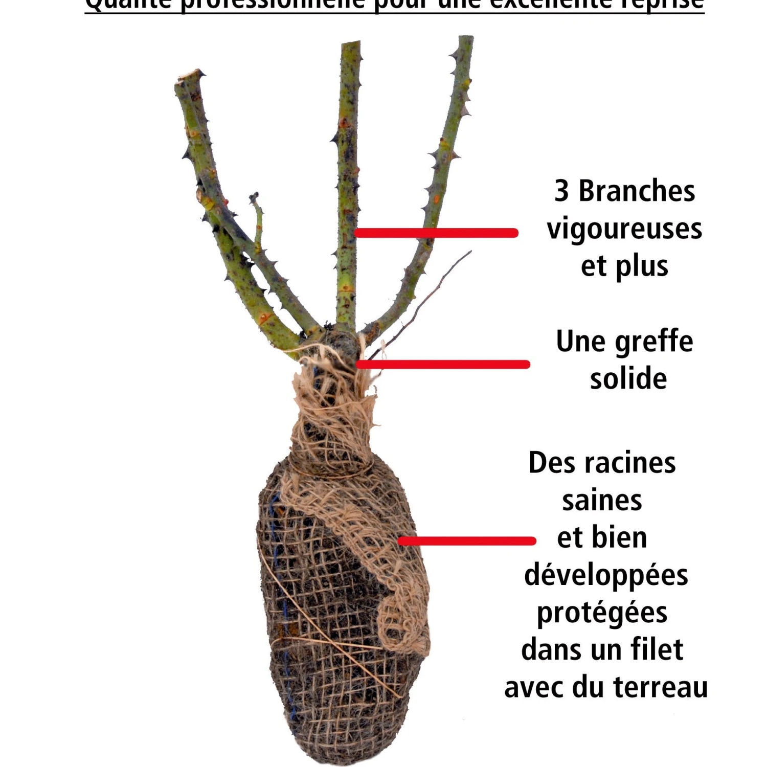 Rosier Babylon Eyes ® Sunshine Intereybabnus COV 4 Rosier Babylon Eyes ® Sunshine Intereybabnus COV – Image 2