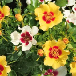 Rosier Babylon Eyes ® Cream Interbablitlig COV