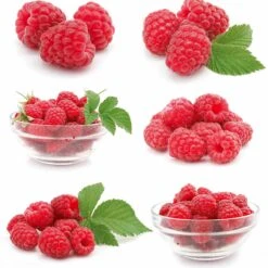 Framboisier Nain Et Compact Non Remontant Beauté Rubis ® 6 Framboisier Nain Et Compact Non Remontant Beauté Rubis ® -France Fournitures De Jardin Soldes 2024 100651 1