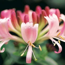 Chèvrefeuille Des Bois Serotina -France Fournitures De Jardin Soldes 2024 100656 3