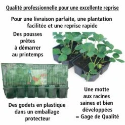 Fraisier Remontant Reine Des Vallées -France Fournitures De Jardin Soldes 2024 100665 4