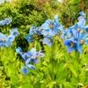2 Pavots Bleus De L'Himalaya -France Fournitures De Jardin Soldes 2024 100675 1 1700126208388