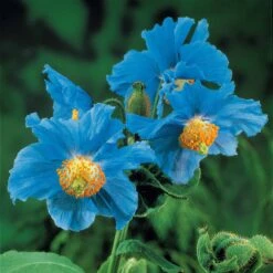 2 Pavots Bleus De L'Himalaya -France Fournitures De Jardin Soldes 2024 100675 2 1700126212914