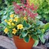 Kit Pot Fleuri Pour Balcon 1 Kit Pot Fleuri Pour Balcon -France Fournitures De Jardin Soldes 2024 100683 1
