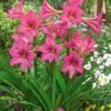3 Amaryllis De Jardin Douceur Sucrée -France Fournitures De Jardin Soldes 2024 100685 1