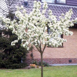 Poirier William's Rouge -France Fournitures De Jardin Soldes 2024 100690 4 1706172801050