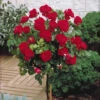Rosier Sur Tige Dame De Coeur 2 Rosier Sur Tige Dame De Coeur -France Fournitures De Jardin Soldes 2024 100693 1 1706698302093