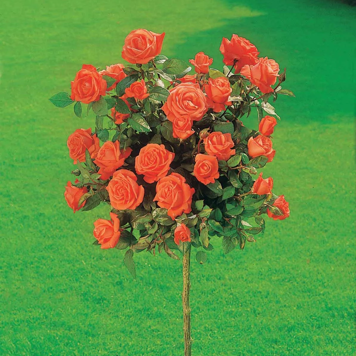 Rosier Sur Tige Ramona 3 Rosier Sur Tige Ramona