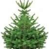 Sapin De Noël Naturel Nordmann 125/ 150 Cm Livré Avec Sa Bûche 2 Sapin De Noël Naturel Nordmann 125/ 150 Cm Livré Avec Sa Bûche -France Fournitures De Jardin Soldes 2024 100707 1
