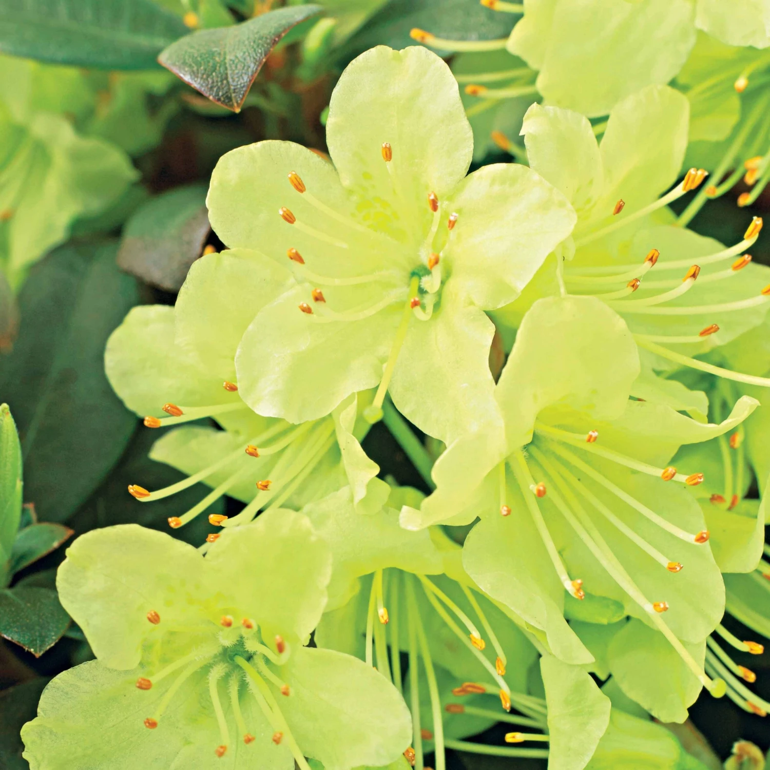 Rhododendron Princess Anne 3 Rhododendron Princess Anne