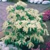 Pieris Cascade Blanche -France Fournitures De Jardin Soldes 2024 100805 1 1706087098403