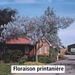L'Arbre Impérial 8 L'Arbre Impérial -France Fournitures De Jardin Soldes 2024 100812 2 1700059816904