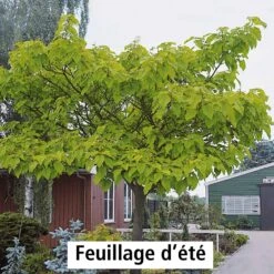 L'Arbre Impérial 9 L'Arbre Impérial -France Fournitures De Jardin Soldes 2024 100812 3 1700059822542