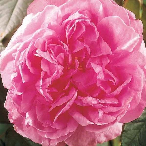 Rosier Comte De Chambord 3 Rosier Comte De Chambord