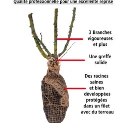 Rosier Des îles Tahiti 9 Rosier Des îles Tahiti -France Fournitures De Jardin Soldes 2024 100820 2 1706539311226