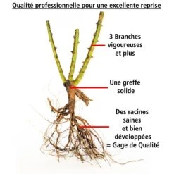 Rosier Des îles Tahiti 8 Rosier Des îles Tahiti -France Fournitures De Jardin Soldes 2024 100820 3