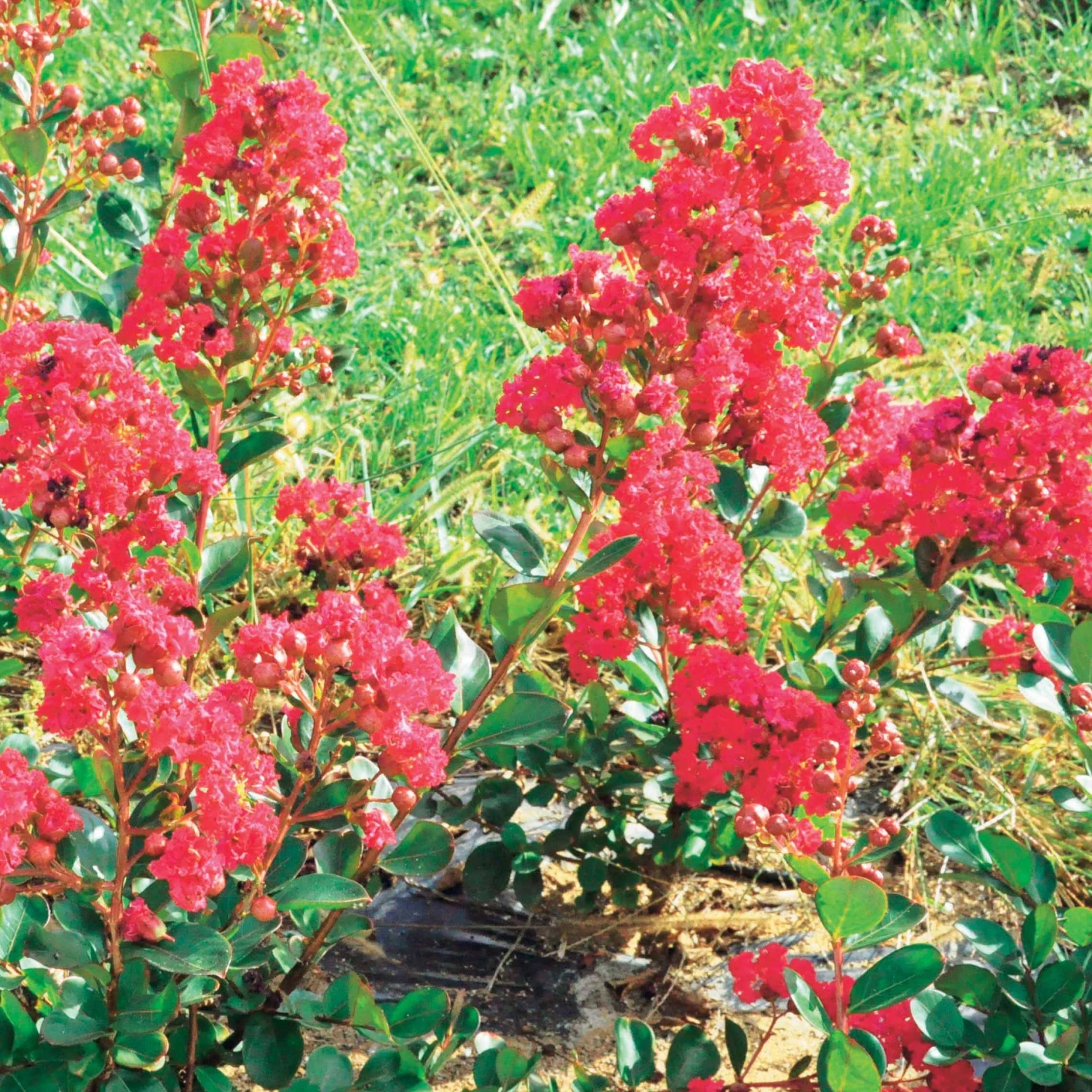 Lilas Des Indes Braise D'été ® Indybra 4 Lilas Des Indes Braise D'été ® Indybra – Image 2