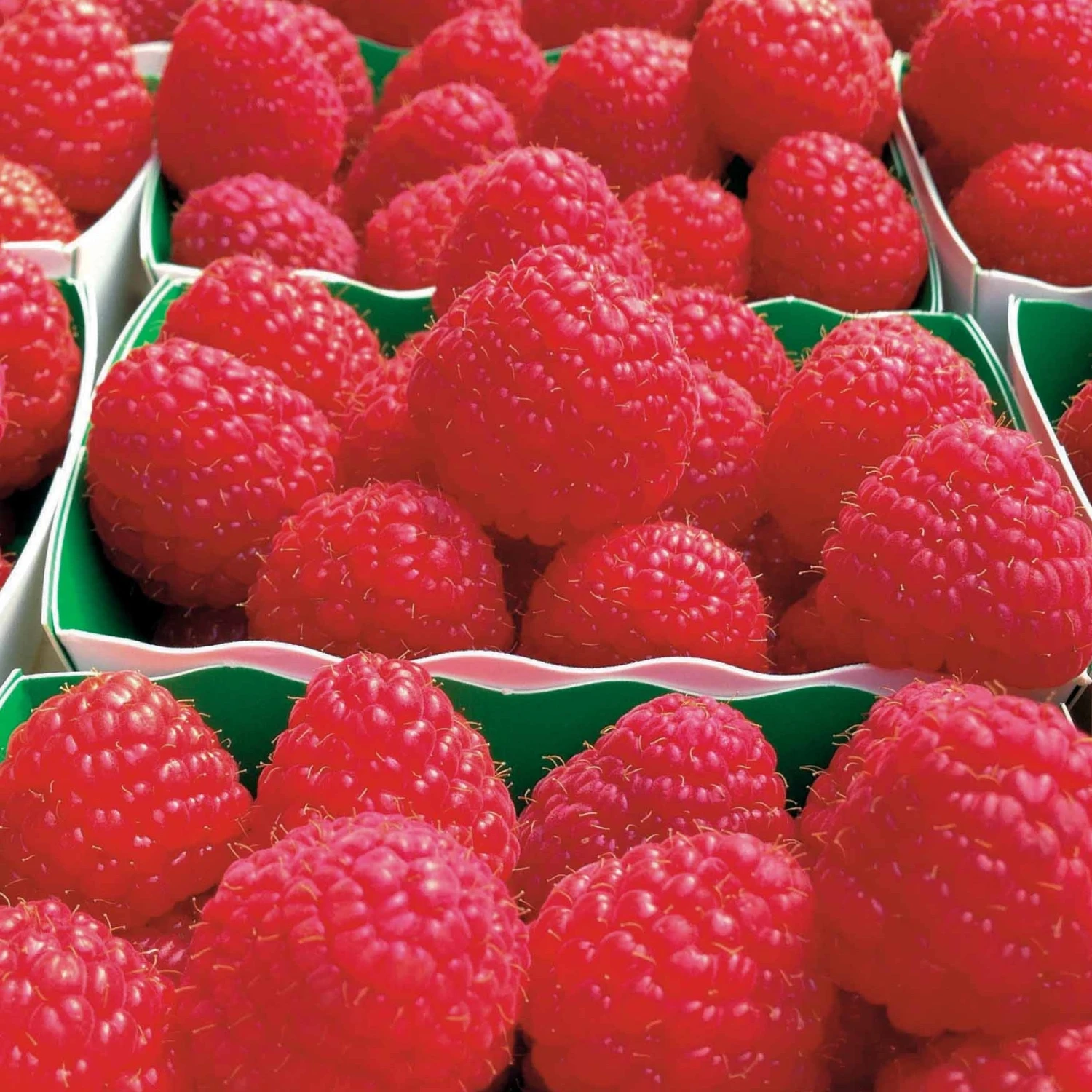 Framboisier Remontant Paris 3 Framboisier Remontant Paris